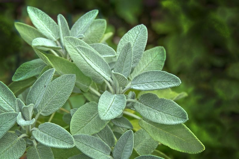 Herbal-Medicine-2 Herbal Medicine